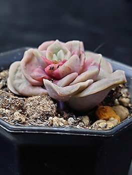 ラブリーローズ錦　赤斑　超美斑入り　四頭超美斑　 1頭レッド　三頭色斑入り 多肉植物 ラブリーローズ錦 赤斑入りの通販 by Nan多肉12月から